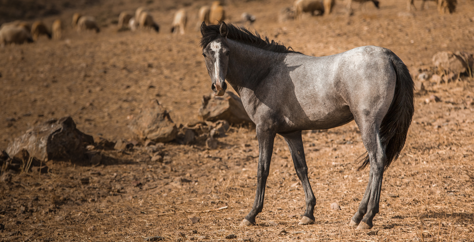 le-barbe-association-marocaine-du-cheval-barbe-et-arabe-barbe